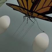 Relax Butterfly In Dream