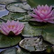 Ой Какая Красота