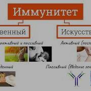 Виды Иммунитета