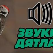 Звук Дятла