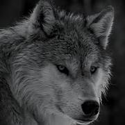 Песня Волки