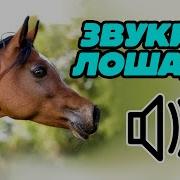 Звук Лошади