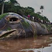 Тайны Амазонки