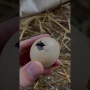 Айдар Малышки Воеводина