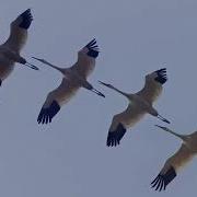 Песня Журавли