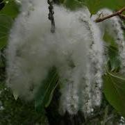 Минусовка Песни Пять Тополей