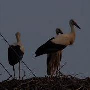 Рыгор Барадулін Неруш