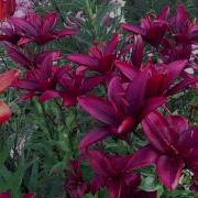 Fazenda 20111120
