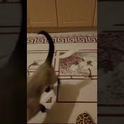 Умка Маша Short