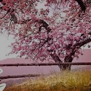 Soothing Melodies
