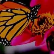 Giorgi Wereteli Pepela