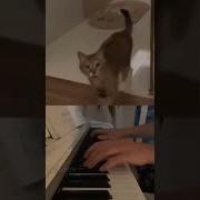 Поющий Кот
