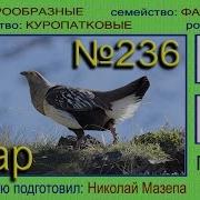 Улар Звук Самки