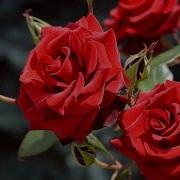 Музыка Цветов Релакс