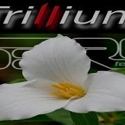 Trillium