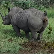 Как Срёт Носорог