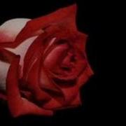 Sen Gidince Fon