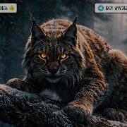 Рысь Рать