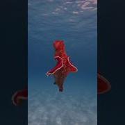 Ago Dancer Deep Sea Abyss