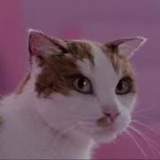 Dreamies Реклама