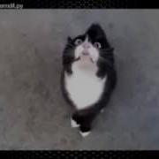 Кот Вызывает На Бой