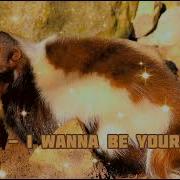 Маска Скунс