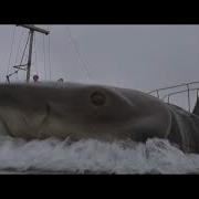 Jaws 1975 Bruce S Roar