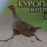 Широконоска