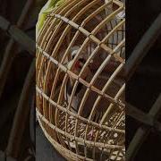 Овози Нар Кабк Барои Шикор