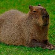 Песня Капибара На Русском