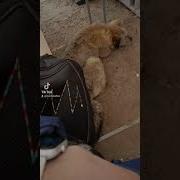 Шерстинки Ума