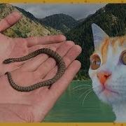 Котик Рыжик И Змея