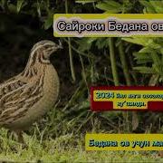 Бедана Овозо