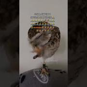 Сова Ани Таро