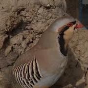 Моки Кавги Шикори