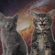 Space Cats 10 Hours