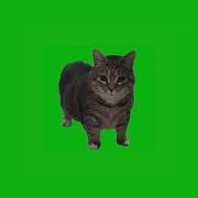 Ola Ola Cat