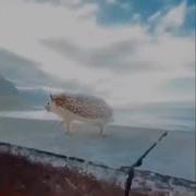Тыгдык Тыгдык