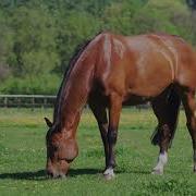 Со За Муршоро