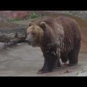 Раухвергер Хорошо В Лесу