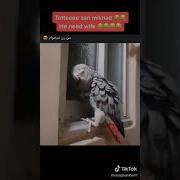 Ман Зан Мехом