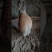 Овощи Будана