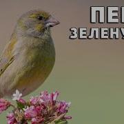 Пение Зеленушки Обыкновенной