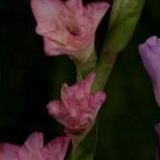 Вальс Цветов Вивальди