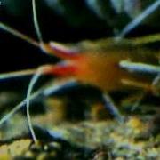 Щелкун Звуки