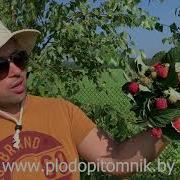 Малиновая Малина