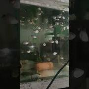 Сборники От Alevin