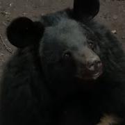 С Добрым Утром Малыши Медвед