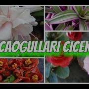 Silivri Zambak