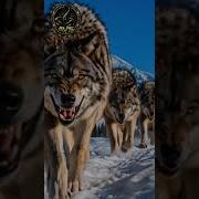 Расплата Музыка Волчица
